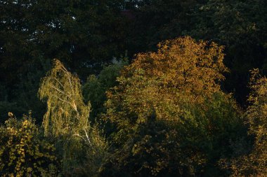 Eski karışık sonbahar ormanı. Eski karışık sonbahar ormanı. Birch (Btula), huş ağacından (Betulaceae) yaprak döken ağaçların ve çalıların bir cinsidir.) 