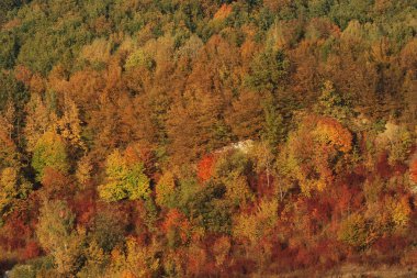 Eski karışık sonbahar ormanı. Eski karışık sonbahar ormanı. Birch (Btula), huş ağacından (Betulaceae) yaprak döken ağaçların ve çalıların bir cinsidir.) 