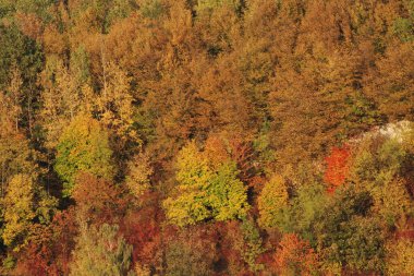 Eski karışık sonbahar ormanı. Eski karışık sonbahar ormanı. Birch (Btula), huş ağacından (Betulaceae) yaprak döken ağaçların ve çalıların bir cinsidir.) 