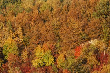 Eski karışık sonbahar ormanı. Eski karışık sonbahar ormanı. Birch (Btula), huş ağacından (Betulaceae) yaprak döken ağaçların ve çalıların bir cinsidir.) 