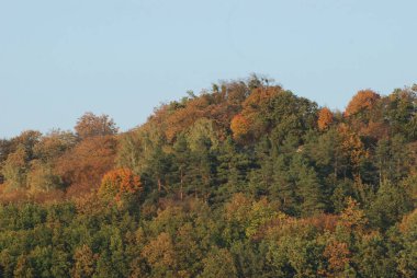 Eski karışık sonbahar ormanı. Eski karışık sonbahar ormanı. Birch (Btula), huş ağacından (Betulaceae) yaprak döken ağaçların ve çalıların bir cinsidir.) 