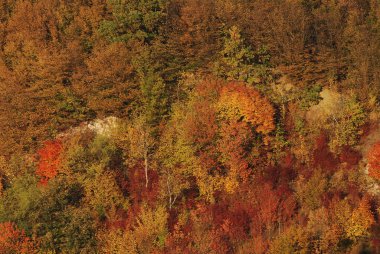 Eski karışık sonbahar ormanı. Eski karışık sonbahar ormanı. Birch (Btula), huş ağacından (Betulaceae) yaprak döken ağaçların ve çalıların bir cinsidir.) 