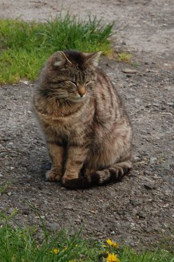 Kedi kedisi (Latince Felis Silvestris catus), kedigiller (Felis) familyasından bir kedi türü.)
