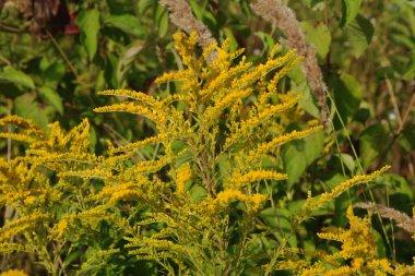 Golden Cowl Canadian (Latin Solidgo canadnsis), bloom, family astropeus, flowers, general view, genus goldenrod, green, leaves, or composite, taç yaprakları, plant, weed, wild, yellow