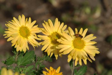  Kasımpatı (Kasımpatı) - Paskalya ailesinin çiçek açan bitki cinsi.