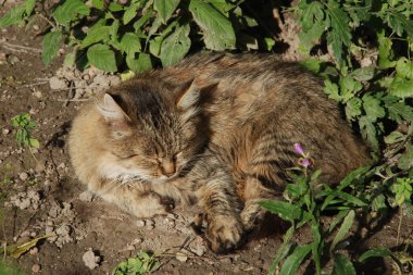 Kedi kedisi (Latince Felis Silvestris catus), kedigiller (Felis) familyasından bir kedi türü.)