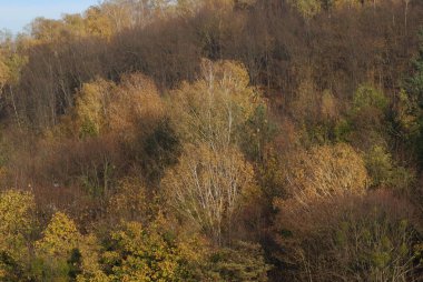 Eski karışık sonbahar ormanı. Eski karışık sonbahar ormanı. Birch (Btula), huş ağacından (Betulaceae) yaprak döken ağaçların ve çalıların bir cinsidir.) 