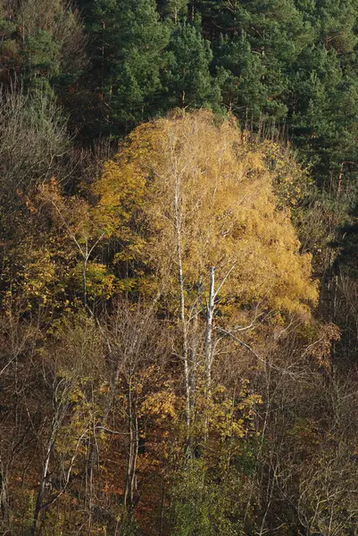 Eski karışık sonbahar ormanı. Eski karışık sonbahar ormanı. Birch (Btula), huş ağacından (Betulaceae) yaprak döken ağaçların ve çalıların bir cinsidir.) 