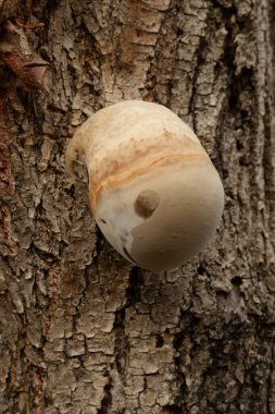 Cryptoporus volvatus (Cryptoporus volvatus))