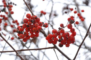 Common mountain ash (Sorbus aucuparia)