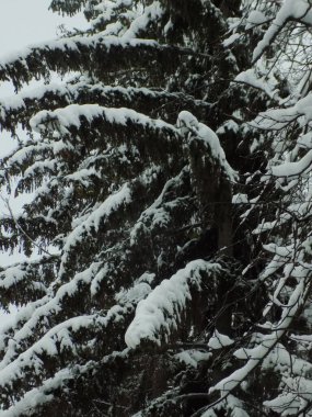  Thuja is a genus of evergreen coniferous trees and shrubs of the cypress family