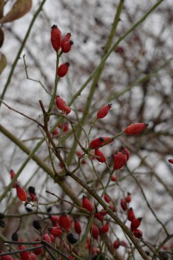 Ev elması ağacı (Malus domestica). Elma ağacı cennetteki evdir.