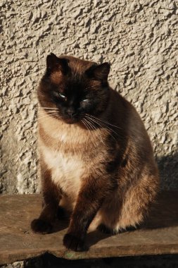 Kedi kedisi (Latince Felis Silvestris catus), kedigiller (Felis) familyasından bir kedi türü.)