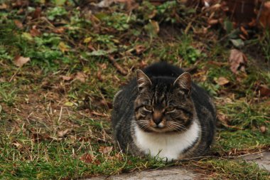 Kedi kedisi (Latince Felis Silvestris catus), kedigiller (Felis) familyasından bir kedi türü.)