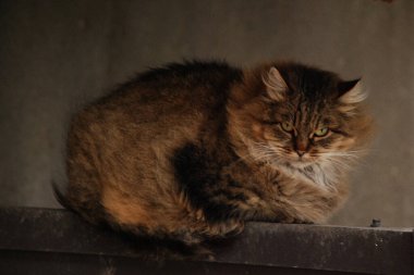 Kedi kedisi (Latince Felis Silvestris catus), kedigiller (Felis) familyasından bir kedi türü.)