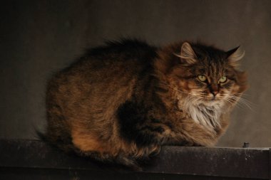 Kedi kedisi (Latince Felis Silvestris catus), kedigiller (Felis) familyasından bir kedi türü.)