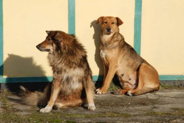Köpek ya da evcil köpek (Canis lupus familiaris))