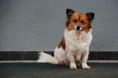 Köpek ya da evcil köpek (Canis lupus familiaris))