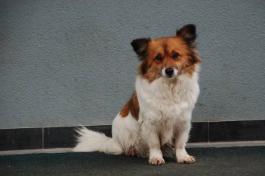 Köpek ya da evcil köpek (Canis lupus familiaris))