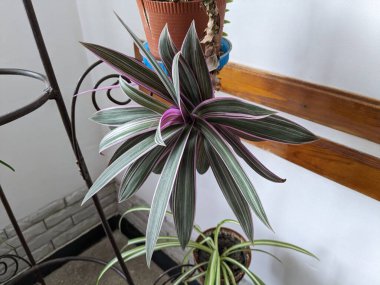 Reo (Rhoeo Hance) Komelinovykh ailesine takdim edilir.