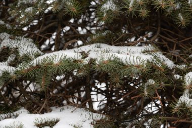  Dikenli, mavi veya Colorado ladin (Picea pungens Engelm.)