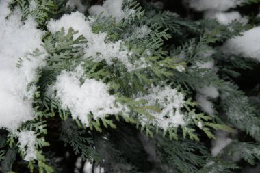Thuja is a genus of evergreen coniferous trees and shrubs of the cypress family