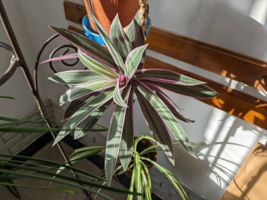 Reo (Rhoeo Hance) Komelinovykh ailesine takdim edilir.