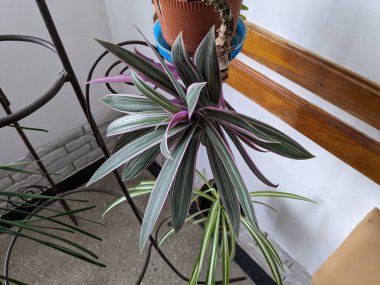 Reo (Rhoeo Hance) Komelinovykh ailesine takdim edilir.