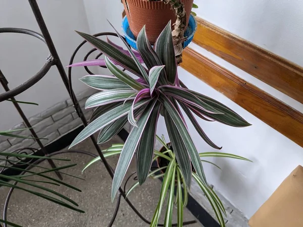 Reo (Rhoeo Hance) Komelinovykh ailesine takdim edilir.