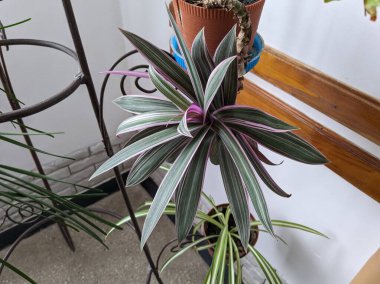  Reo (Rhoeo Hance) Komelinovykh ailesine takdim edilir.