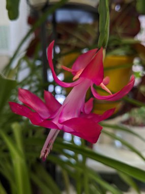 Schlumbergera (Schlumbergera, Lemaire), Güney Amerika 'nın tropikal bölgelerinde yaygın olarak görülen epifitik kaktüs cinsidir..