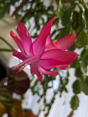 Schlumbergera (Schlumbergera, Lemaire), Güney Amerika 'nın tropikal bölgelerinde yaygın olarak görülen epifitik kaktüs cinsidir..