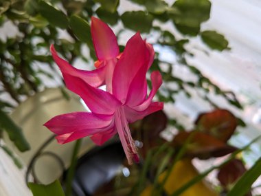Schlumbergera (Schlumbergera, Lemaire), Güney Amerika 'nın tropikal bölgelerinde yaygın olarak görülen epifitik kaktüs cinsidir..