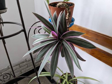 Reo (Rhoeo Hance) Komelinovykh ailesine takdim edilir.