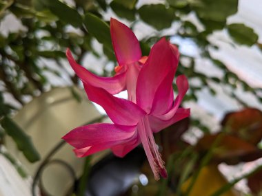 Schlumbergera (Schlumbergera, Lemaire), Güney Amerika 'nın tropikal bölgelerinde yaygın olarak görülen epifitik kaktüs cinsidir..