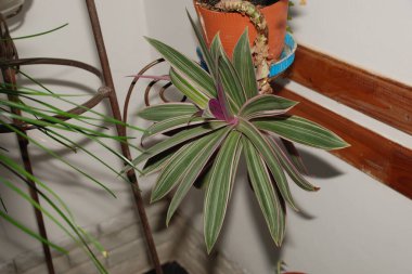 Reo (Rhoeo Hance) Komelinovykh ailesine takdim edilir.