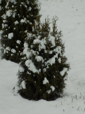 Thuja is a genus of evergreen coniferous trees and shrubs of the cypress family          