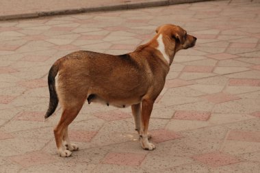 Köpek ya da evcil köpek (Canis lupus familiaris))