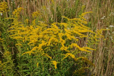 Golden Cowl Canadian (Latin Solidgo canadnsis), bloom, family astropeus, flowers, general view, genus goldenrod, green, leaves, or composite, taç yaprakları, plant, weed, wild, yellow