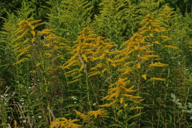 Golden Cowl Canadian (Latin Solidgo canadnsis), bloom, family astropeus, flowers, general view, genus goldenrod, green, leaves, or composite, taç yaprakları, plant, weed, wild, yellow