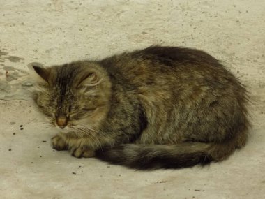 Kedi kedisi (Latince Felis Silvestris catus), kedigiller (Felis) familyasından bir kedi türü.)