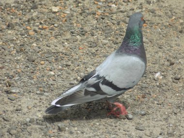 Güvercin (Columba) - güvercin ailesinden (Columbidae) bir kuş cinidir.)