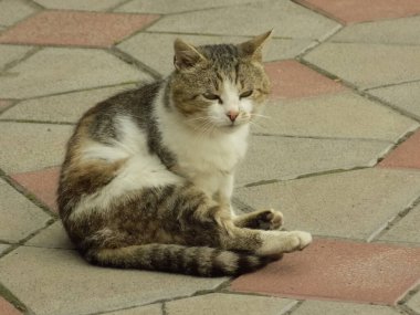  Kedi kedisi (Latince Felis Silvestris catus), kedigiller (Felis) familyasından bir kedi türü.)         