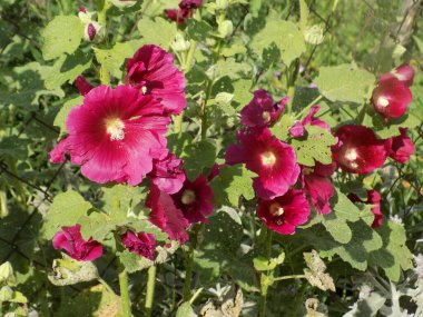 Malva, veya mallow (lat. Mlva)          