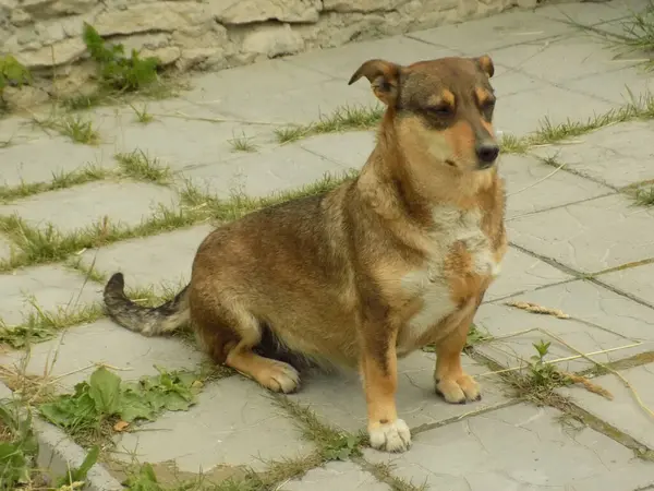 Köpek ya da evcil köpek (Canis lupus familiaris))