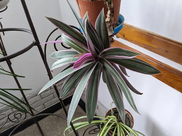 Reo (Rhoeo Hance) Komelinovykh ailesine takdim edilir.