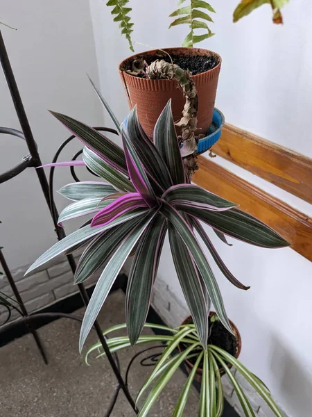 Reo (Rhoeo Hance) Komelinovykh ailesine takdim edilir.