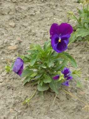 Üç renkli menekşe, vahşi nonoş (Viola üç renkli L.) 