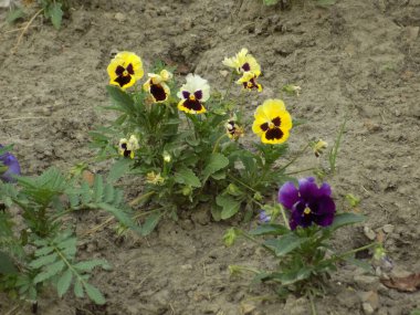 Üç renkli menekşe, vahşi nonoş (Viola üç renkli L.) 