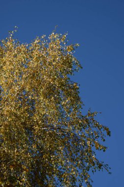 Birch (Btula) is a genus of deciduous trees and shrubs of the birch family (Betulaceae)